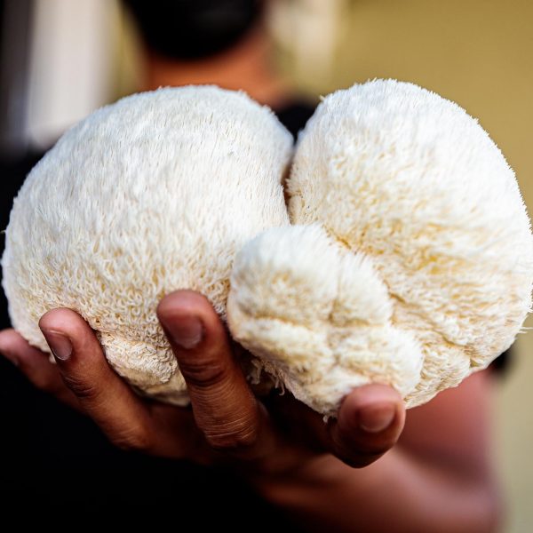Lion’s Mane Benefits: Focus and Clarity Made Simple