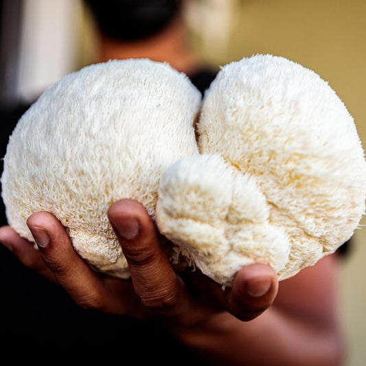 Lion’s Mane Benefits: Focus and Clarity Made Simple
