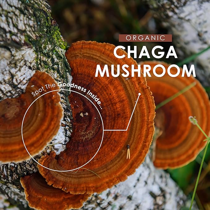 Chaga Mushroom Powder - 200g