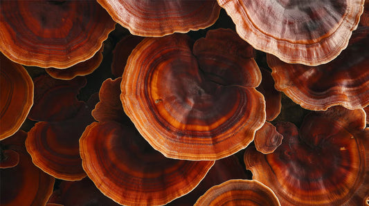 Reishi Benefits: Calm, Balance, and Better Sleep